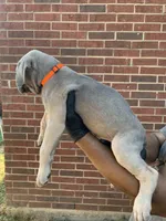 Moon Dancer - Orange, a female Cane Corso for sale in Allen, TX – 2 of 2