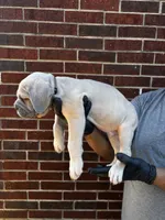 SeaSmoke - Brown, a male Cane Corso for sale in Allen, TX – 2 of 2