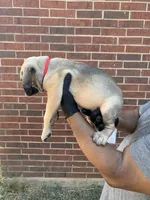 Tyraxes - Red, a male Cane Corso for sale in Allen, TX – 2 of 2