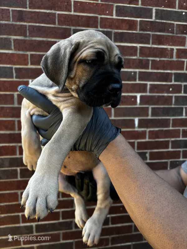 Vhager - Blue – Cane Corso puppy for sale in Allen, TX
