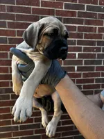 Vhager - Blue, a female Cane Corso for sale in Allen, TX – 1 of 2