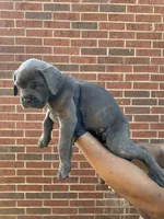 Tessarion - Yellow, a female Cane Corso for sale in Allen, TX – 2 of 2