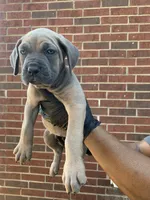 Siverwing - Purple, a female Cane Corso for sale in Allen, TX – 1 of 2