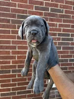 Caraxes - Black, a male Cane Corso for sale in Allen, TX – 1 of 2