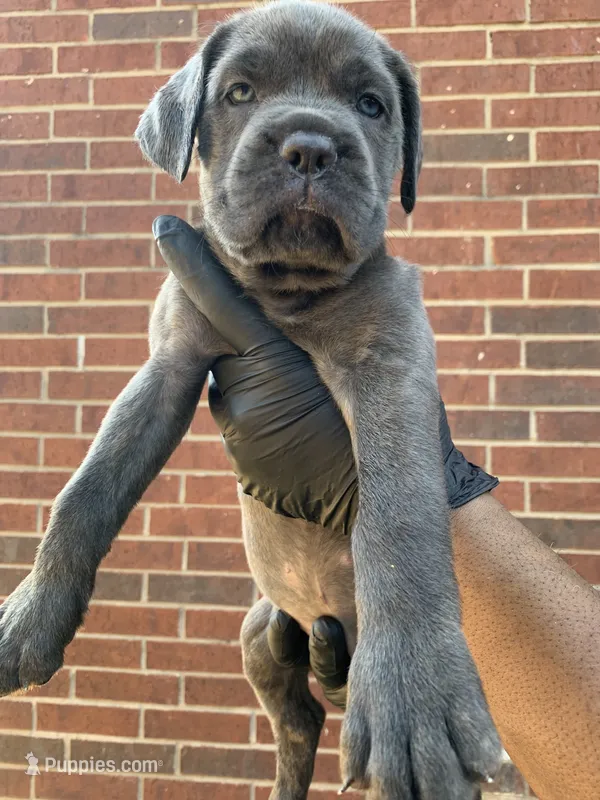 Tessarion – Cane Corso puppy for sale in Allen, TX