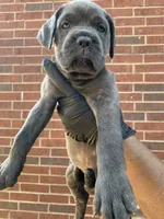 Tessarion - Yellow, a female Cane Corso for sale in Allen, TX – 1 of 2