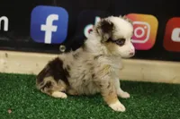 Merle Haggard, a male Miniature Australian Shepherd for sale in Jacksonville, TX – 4 of 4
