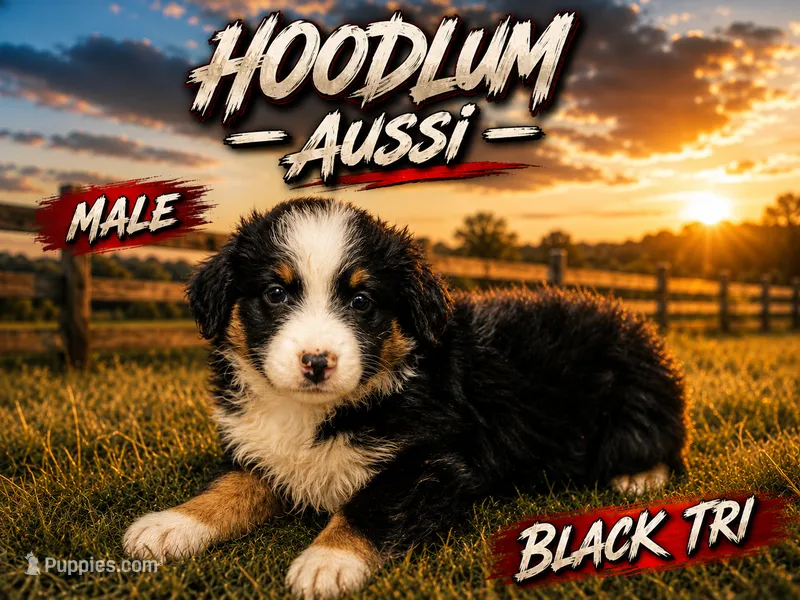 Duke – Miniature Australian Shepherd puppy for sale in Jacksonville, TX