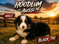 Duke, a male Miniature Australian Shepherd for sale in Jacksonville, TX – 1 of 5