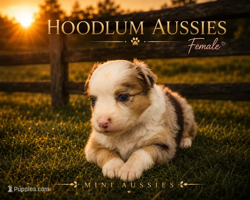 Ginger – Miniature Australian Shepherd puppy for sale in Jacksonville, TX