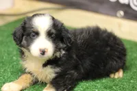 Duke, a male Miniature Australian Shepherd for sale in Jacksonville, TX – 4 of 5