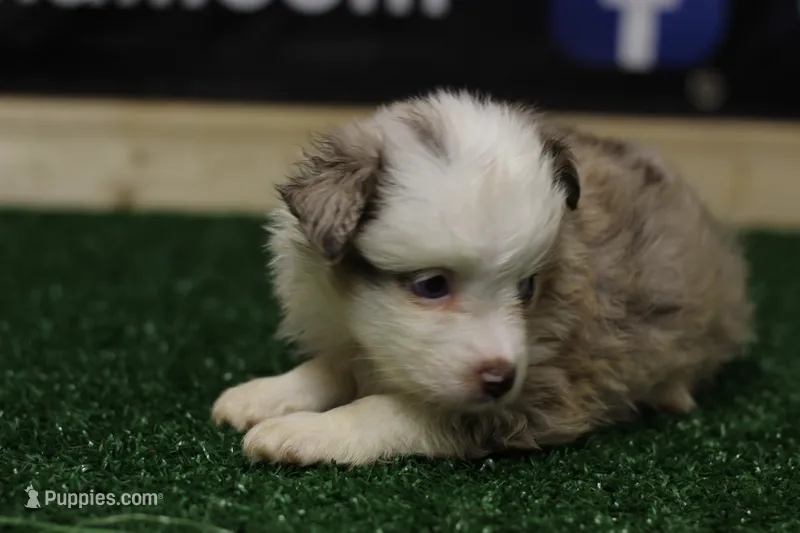 Ginger, a female Miniature Australian Shepherd for sale in Jacksonville, TX – 1 of 5