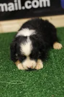 Duke, a male Miniature Australian Shepherd for sale in Jacksonville, TX – 3 of 5