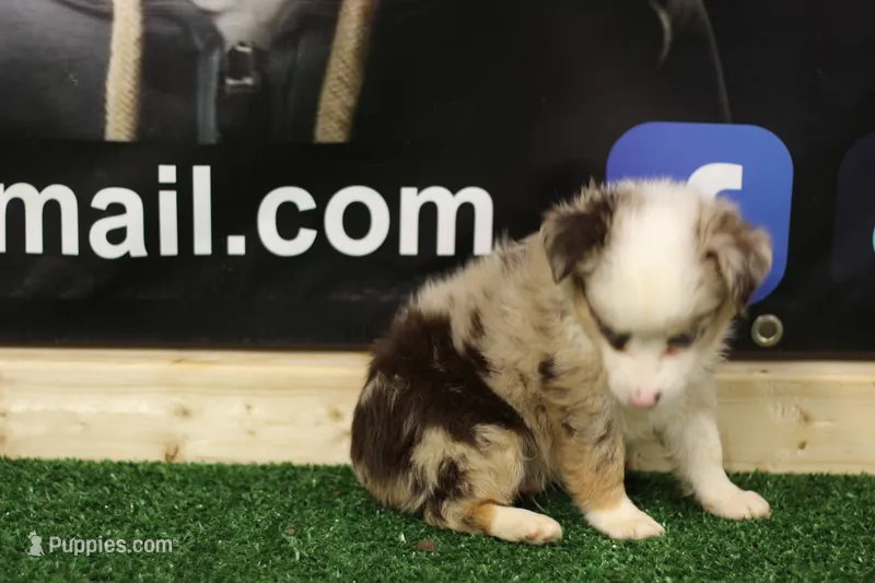 Merle Haggard, a male Miniature Australian Shepherd for sale in Jacksonville, TX – 1 of 4