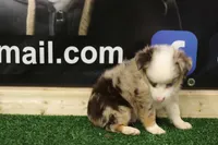 Merle Haggard, a male Miniature Australian Shepherd for sale in Jacksonville, TX – 1 of 4