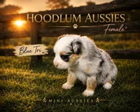 Merland Monroe, a female Miniature Australian Shepherd for sale in Jacksonville, TX – 1 of 4