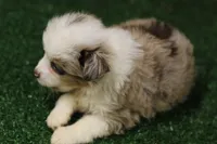Ginger, a female Miniature Australian Shepherd for sale in Jacksonville, TX – 4 of 5