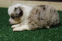Merland Monroe, a female Miniature Australian Shepherd for sale in Jacksonville, TX – 4 of 4