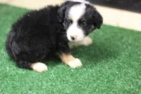 Duke, a male Miniature Australian Shepherd for sale in Jacksonville, TX – 2 of 5