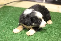 Duke, a male Miniature Australian Shepherd for sale in Jacksonville, TX – 5 of 5