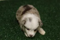 Ginger, a female Miniature Australian Shepherd for sale in Jacksonville, TX – 5 of 5