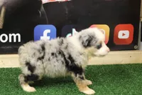 Merland Monroe, a female Miniature Australian Shepherd for sale in Jacksonville, TX – 3 of 4