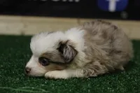 Ginger, a female Miniature Australian Shepherd for sale in Jacksonville, TX – 2 of 5