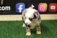 Merland Monroe, a female Miniature Australian Shepherd for sale in Jacksonville, TX – 2 of 4