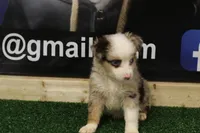 Merle Haggard, a male Miniature Australian Shepherd for sale in Jacksonville, TX – 2 of 4
