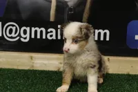 Merle Haggard, a male Miniature Australian Shepherd for sale in Jacksonville, TX – 3 of 4