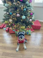 Giara, a female Standard Schnauzer for sale in Kissimmee, FL – Photo 3 of 5