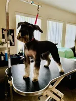 Giara, a female Standard Schnauzer for sale in Kissimmee, FL – Photo 4 of 5