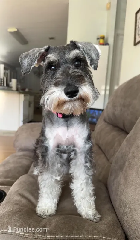 Giara – Standard Schnauzer puppy for sale in Kissimmee, FL