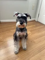 Giara, a female Standard Schnauzer for sale in Kissimmee, FL – Photo 5 of 5