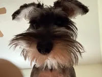 Giara, a female Standard Schnauzer for sale in Kissimmee, FL – Photo 2 of 5