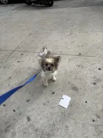 Bingo , a male Pomeranian for sale in Brooklyn, NY – Photo 2 of 2