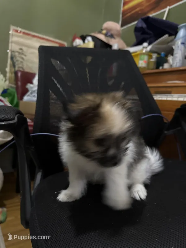 Bingo , a male Pomeranian for sale in Brooklyn, NY – Photo 1 of 2