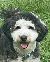 Minnie, a female Miniature Aussiedoodle for sale in Kewaskum, WI – 1 of 1