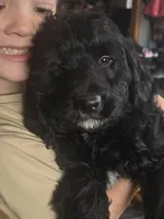 Stuart, a male Miniature Bernedoodle for sale in Kewaskum, WI – Photo 4 of 4