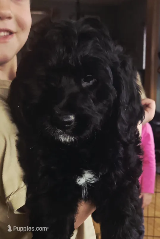 Stuart, a male Miniature Bernedoodle for sale in Kewaskum, WI – Photo 1 of 4