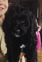 Stuart, a male Miniature Bernedoodle for sale in Kewaskum, WI – Photo 1 of 4