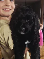 Stuart, a male Miniature Bernedoodle for sale in Kewaskum, WI – Photo 3 of 4