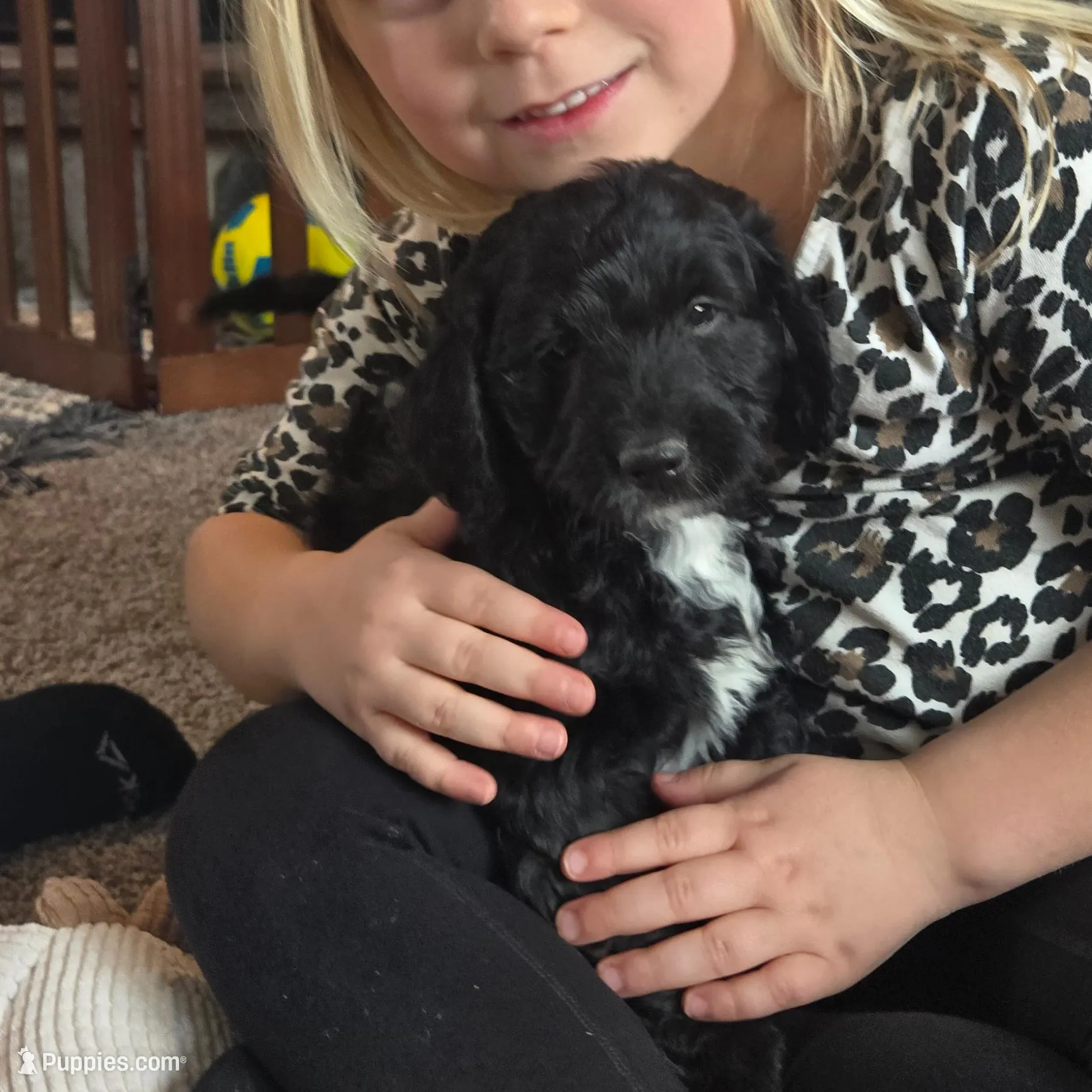 Sammy, a male Miniature Bernedoodle for sale in Kewaskum, WI – Photo 3 of 4