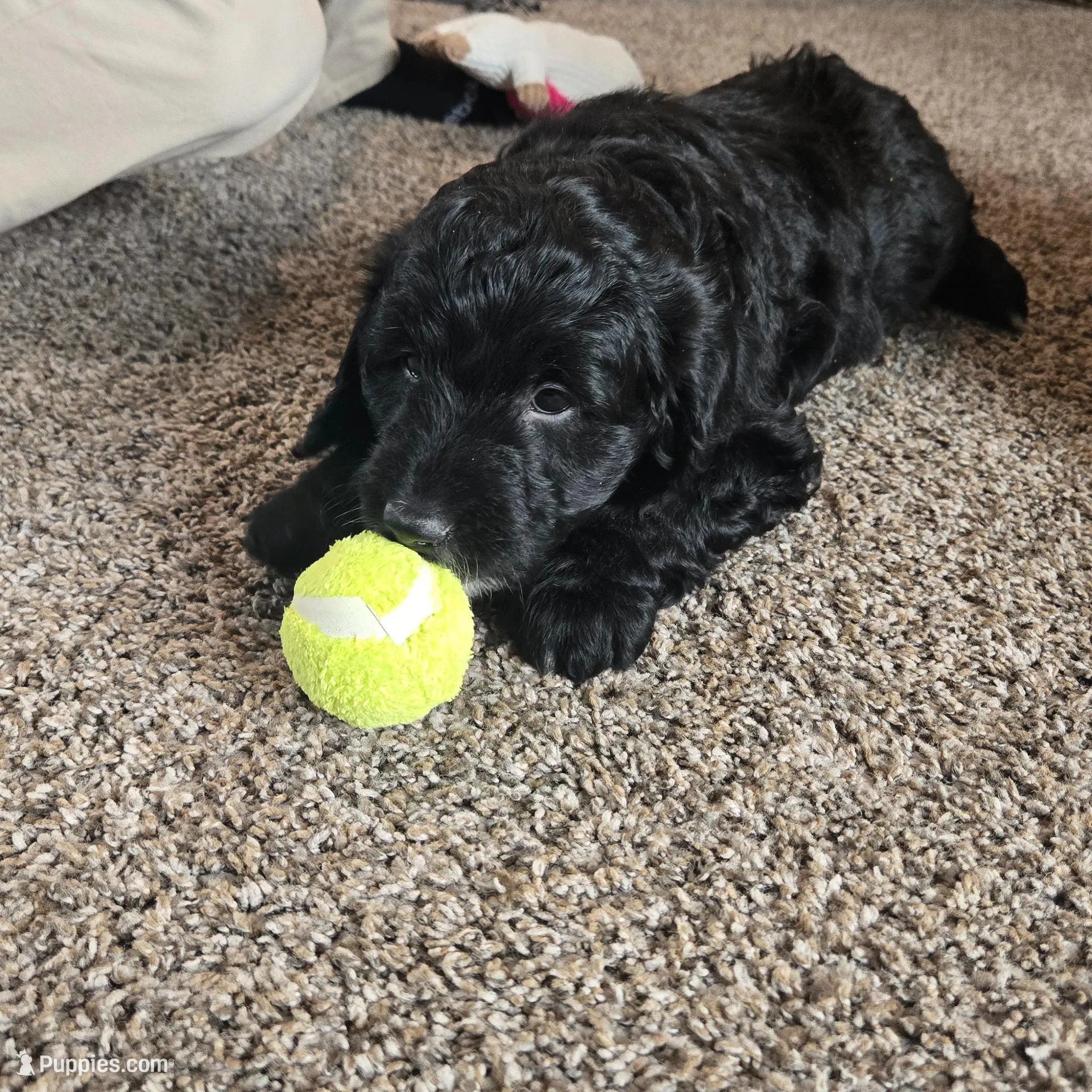 Sammy, a male Miniature Bernedoodle for sale in Kewaskum, WI – Photo 4 of 4