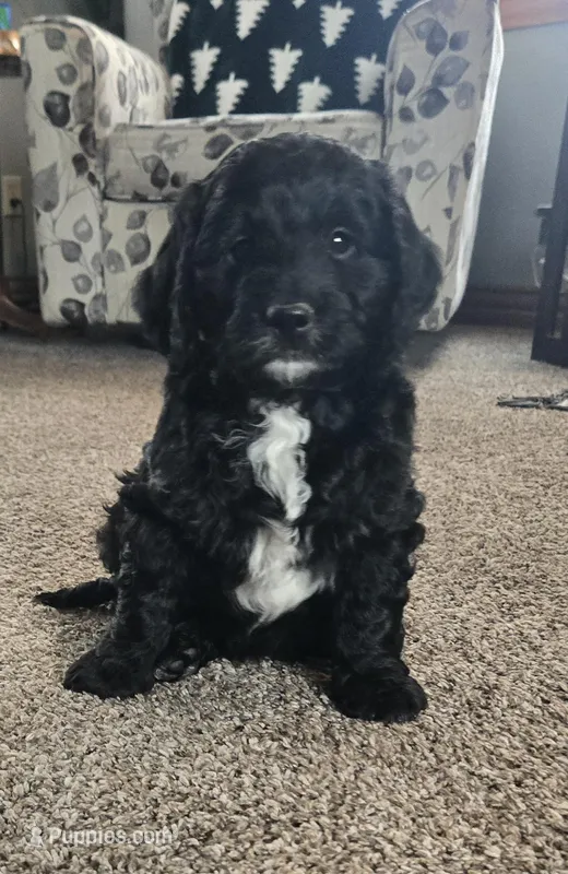 Sammy, a male Miniature Bernedoodle for sale in Kewaskum, WI – Photo 1 of 4