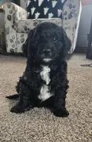 Sammy, a male Miniature Bernedoodle for sale in Kewaskum, WI – Photo 1 of 4