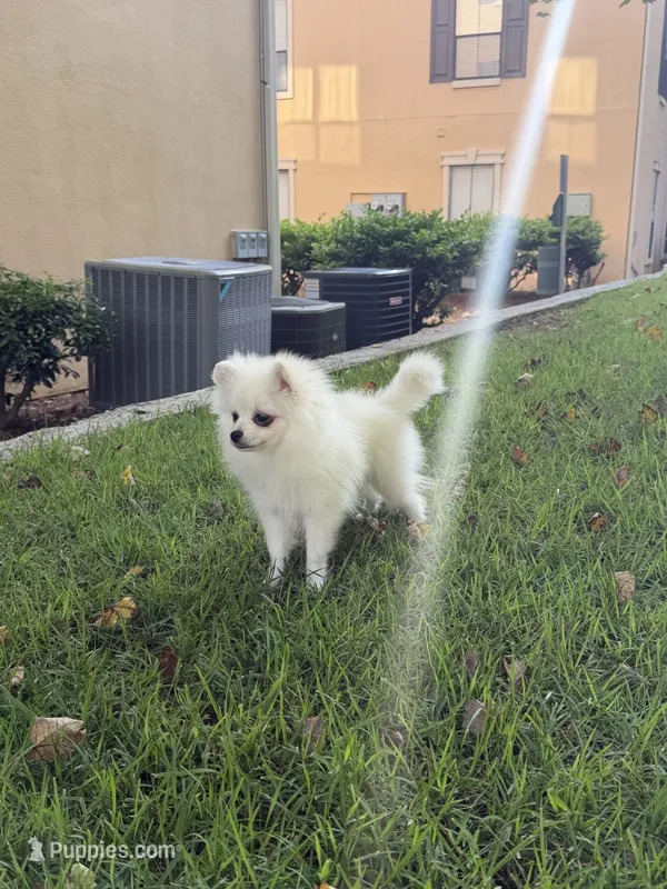 Snow – Pomeranian puppy for sale in Atlanta, GA