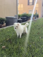 Snow, a male Pomeranian for sale in Atlanta, GA – 4 of 5