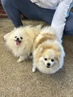 Scott, a male Pomeranian for sale in Atlanta, GA – 4 of 6