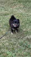 Scott, a male Pomeranian for sale in Atlanta, GA – 6 of 6